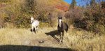 horses getting ready to go.jpg