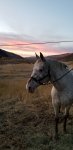 libby at sunset.jpg