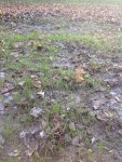 IMG_0195.JPG