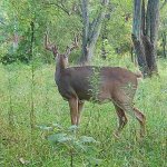 IMG_0855.jpeg