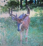 IMG_0858.jpeg
